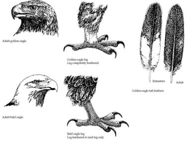 Eagle, Characteristics, Habitat, & Facts