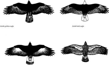 golden eagle bird size