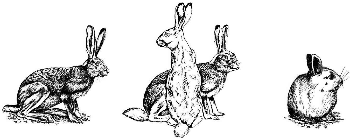 wild jack rabbits