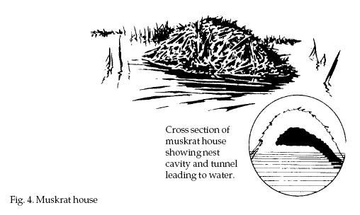 muskrat house