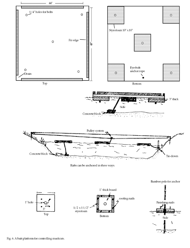 homemade raccoon traps