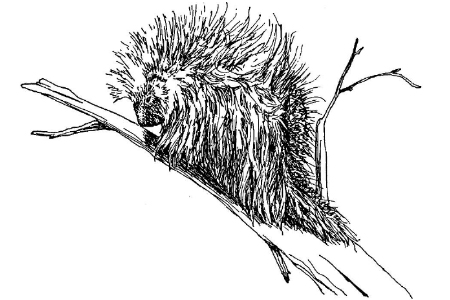 porcupine trap, porcupine traps, porcupine cage, porcupine cages