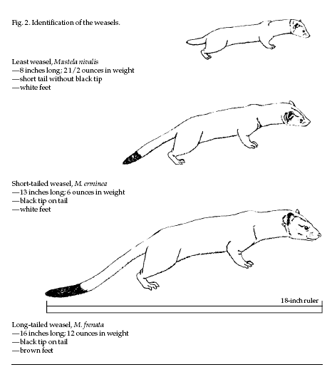 weasel vs ferret vs mink