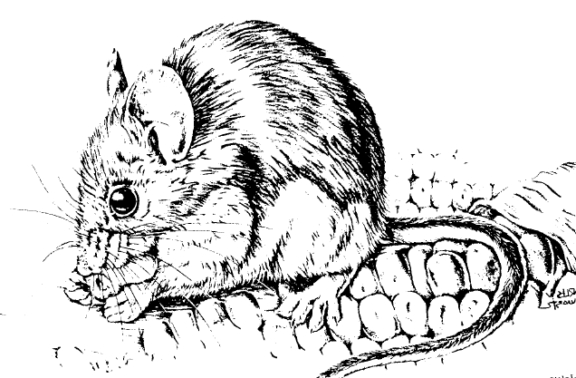 deer mouse drawing