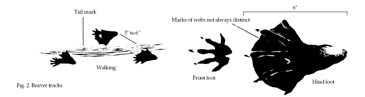 BEAVER TRAPPING WITH CONIBEARS AND FOOT HOLDS - LONG LINE TRAP