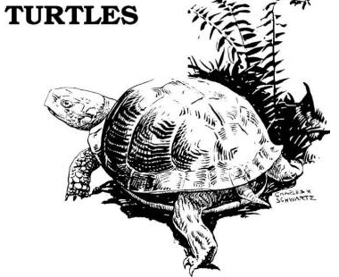 Diagram of the bait trap for catching freshwater turtles invented